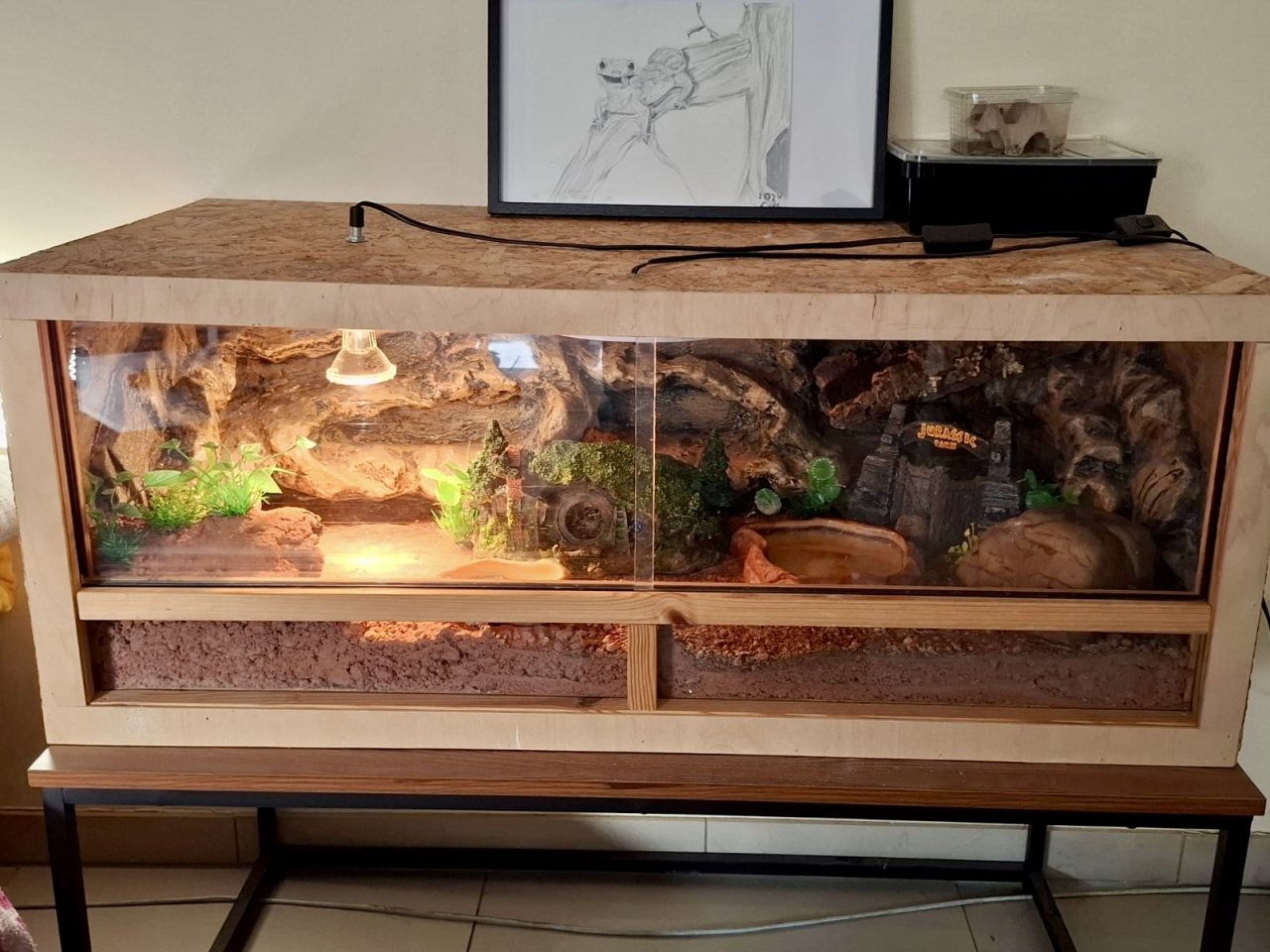 Leopardgeckos mit komplett eingerichtetem Terrarium abzugeben - Reptilien - Coburg