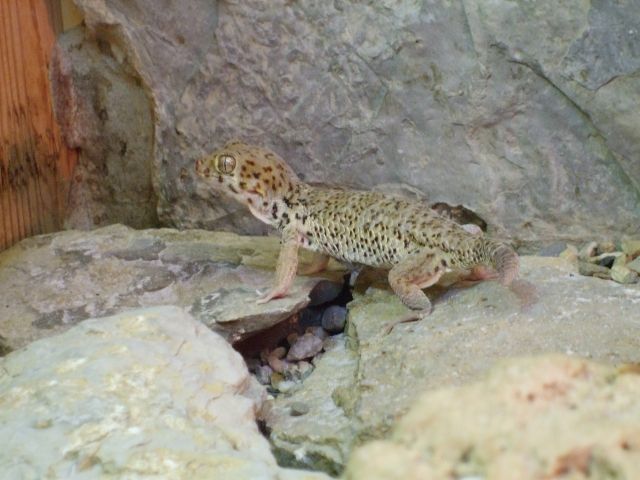 Wundergecko - männlich - abzugeben - Reptilien - Hofgeismar