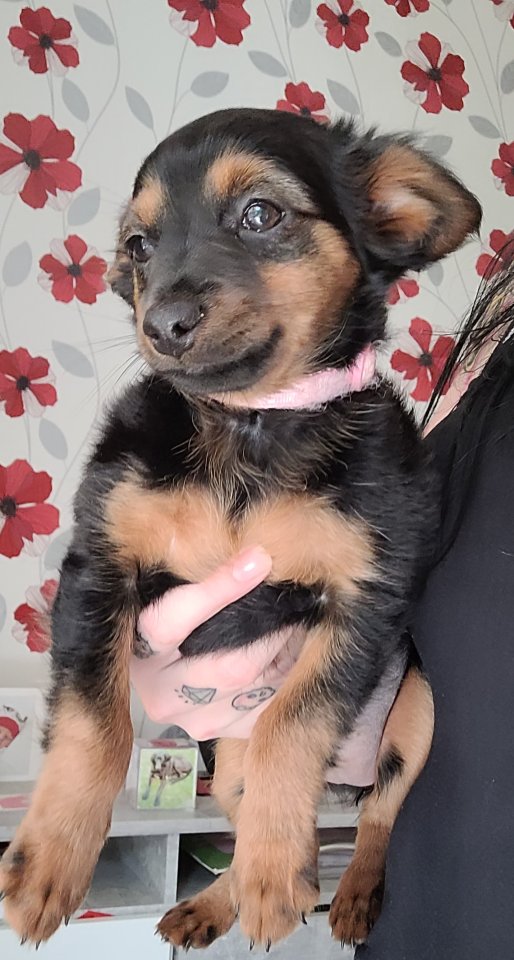 Prager Rattler Welpen - Hunde - Geratal