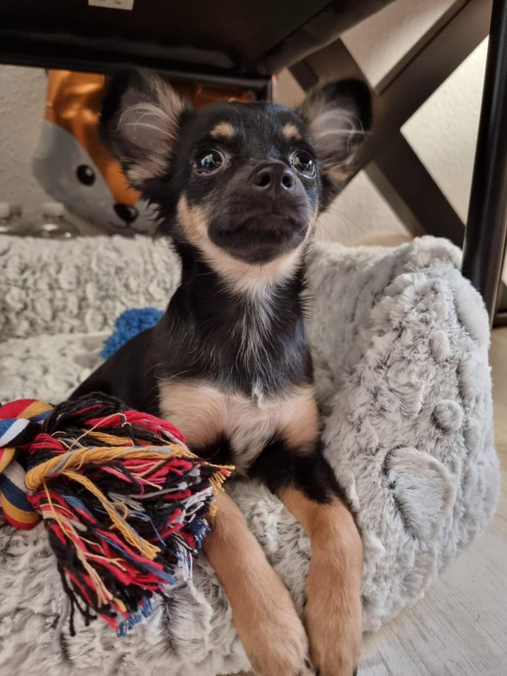 Süßer Chihuahua Welpe - Sonstiges - Köthen