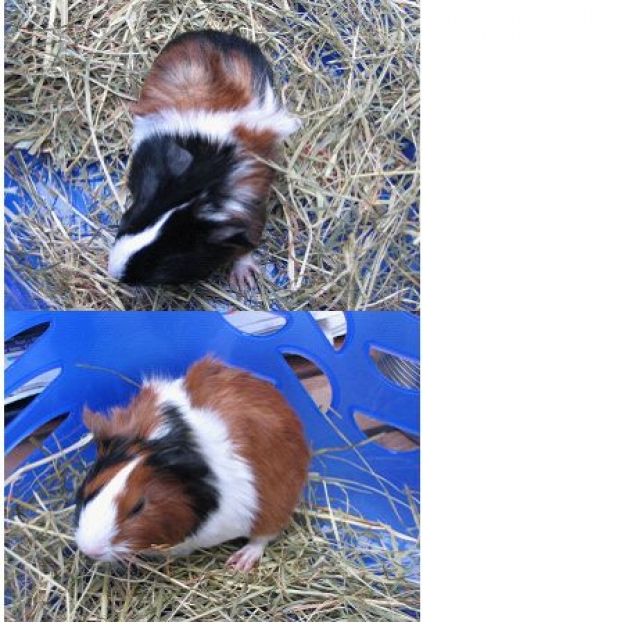 2 junge Meeris suchen ein neues zu Hause - Meerschweinchen - Rheine