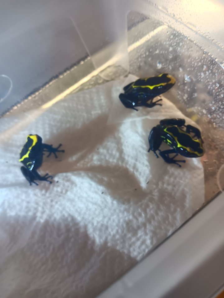 Dendrobates tinctorius nominat 0.3 - Amphibien - Oberhausen