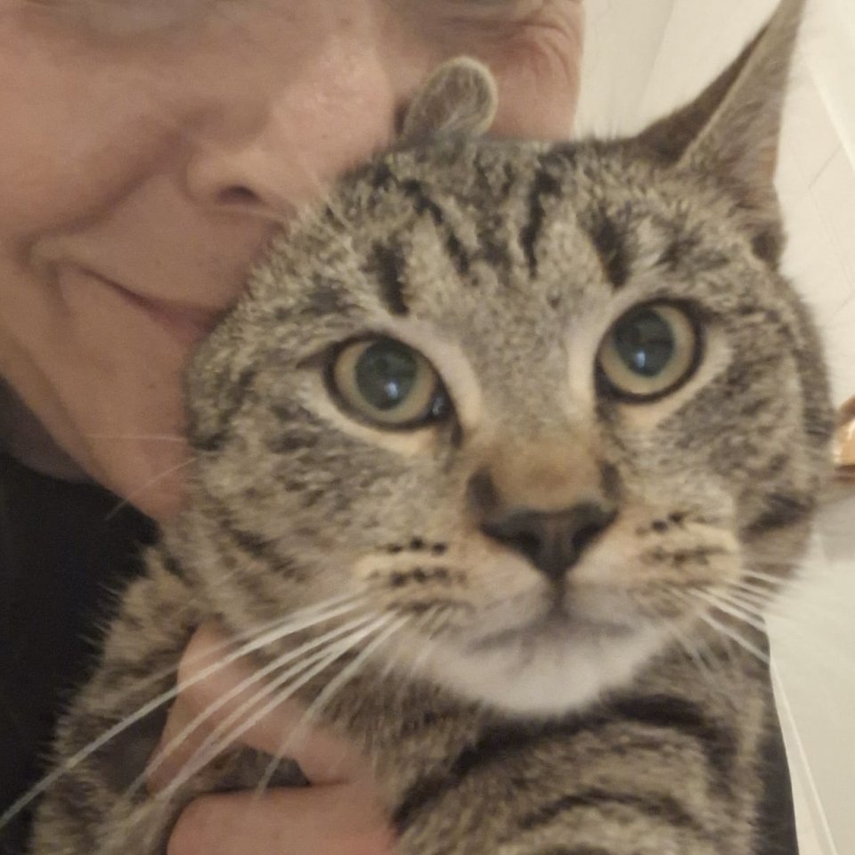 Fundkatze Gino sucht ein Zuhause - Katzen - Hainburg an der Donau