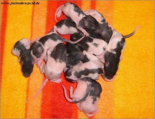 JD-ColourRats gibt Rattenwelpen ab... - Ratten - Kierspe