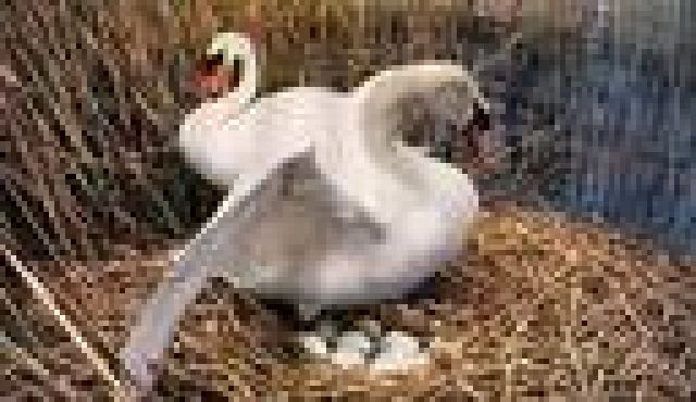 GEFLÜGEL AUS NATURBRUT - Robuster Geflügelzucht - Voegel - Hayingen