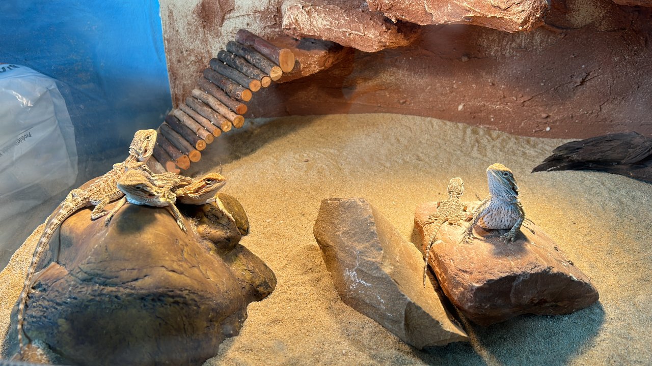 Bartagamen Jungtiere - Reptilien - Kronach, Oberfr