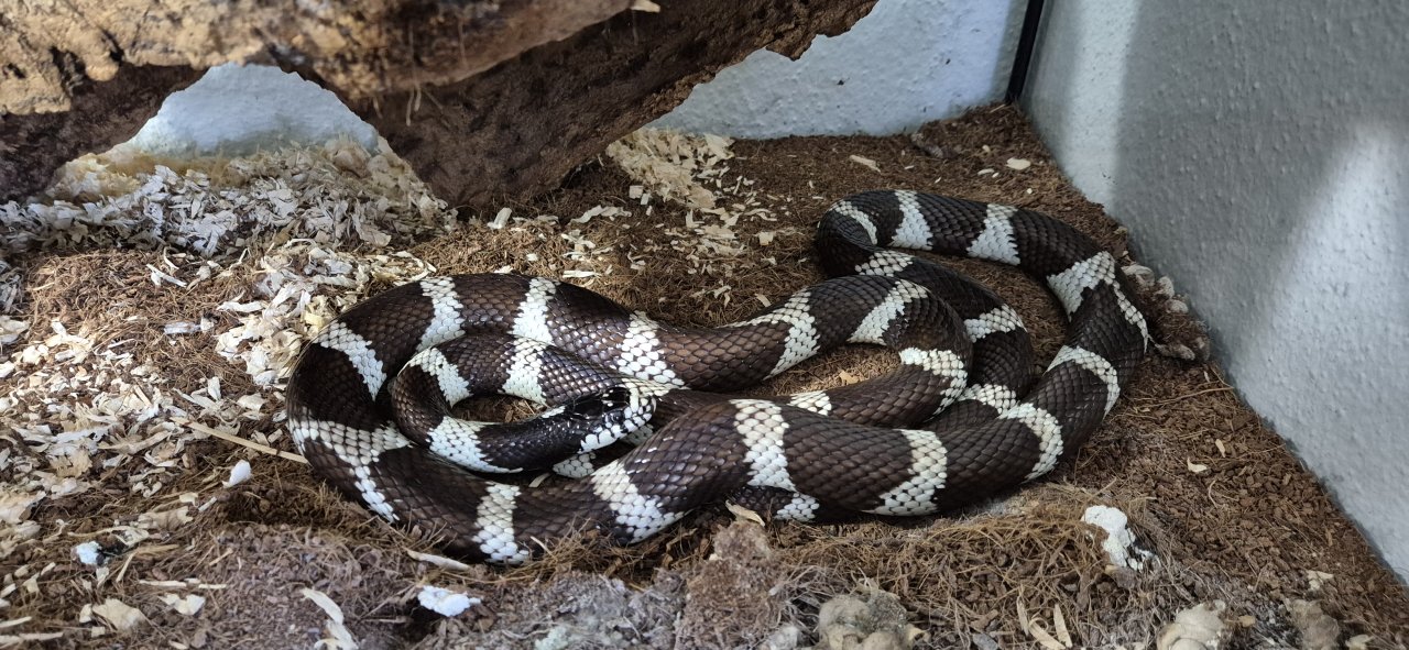 Kalifornische Kettennatter Lampropeltis Gettula Californae inklusive Terrarium - Reptilien - Schwaikheim