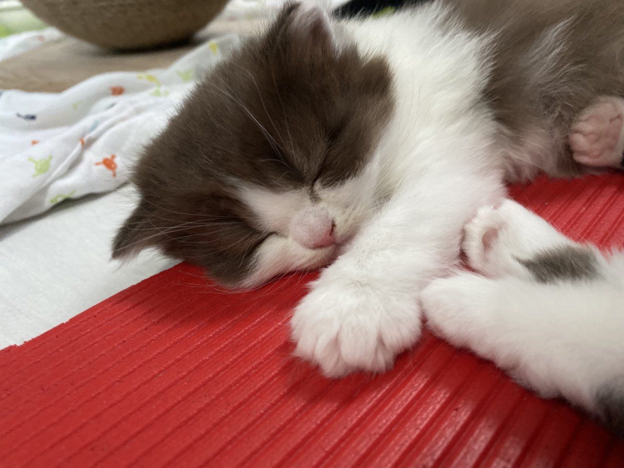 Süße BKH BLH Kitten mit Stammbaum - Katzen - Taunusstein