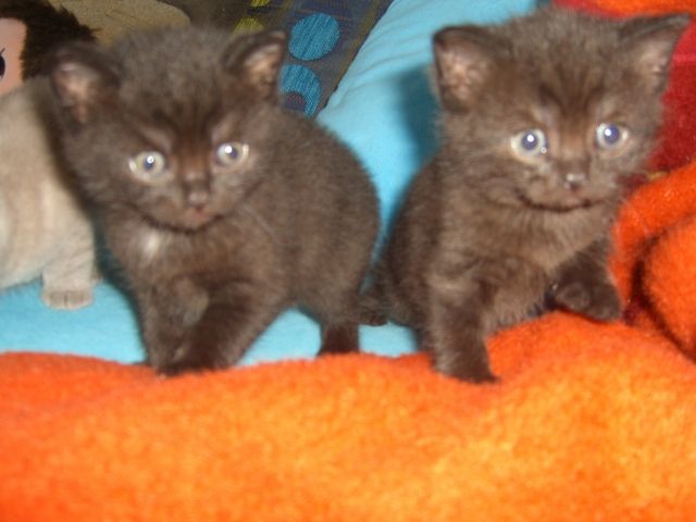 BKH Katzenkinder - Neue Dosenöffner ab Mitte Juli gesucht !!! - Katzen - Halle Saale