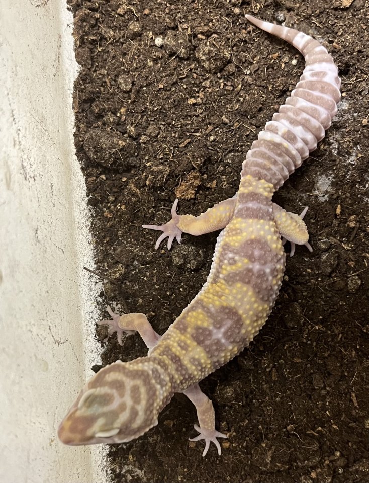 Leopardgecko Tremper Albino NZ 2025 - Reptilien - Düren-Birgel