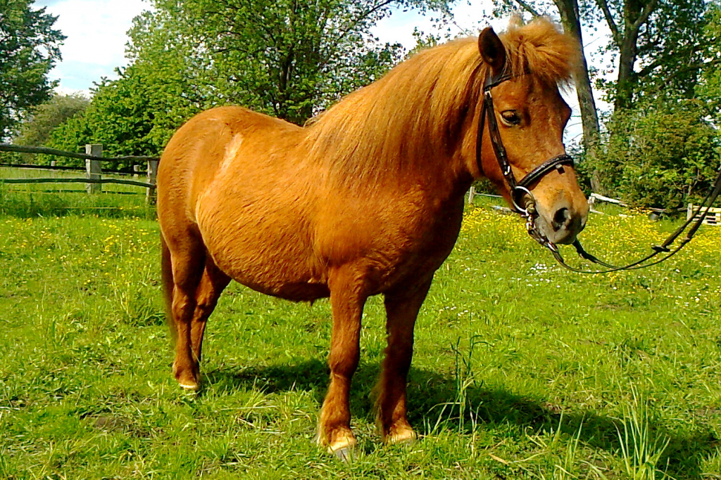 Shetlantpony Stute  Leni - Pferde - Salzgitter
