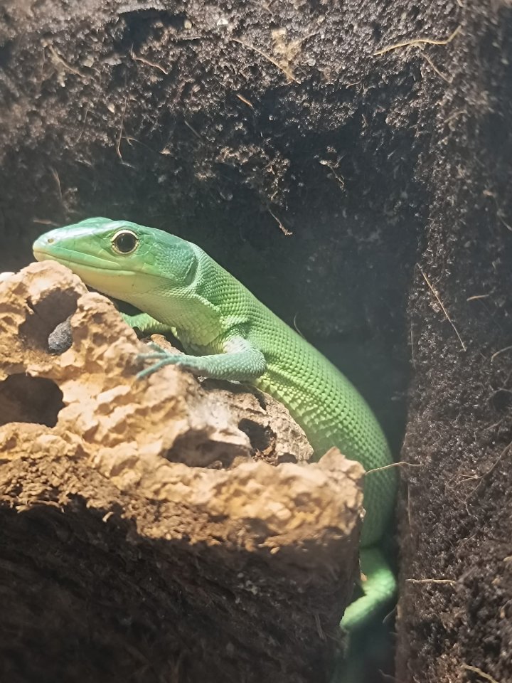 Pärchen Gastropholis Prasina (grüne Baumeidechsen) - Reptilien - Großkrotzenburg