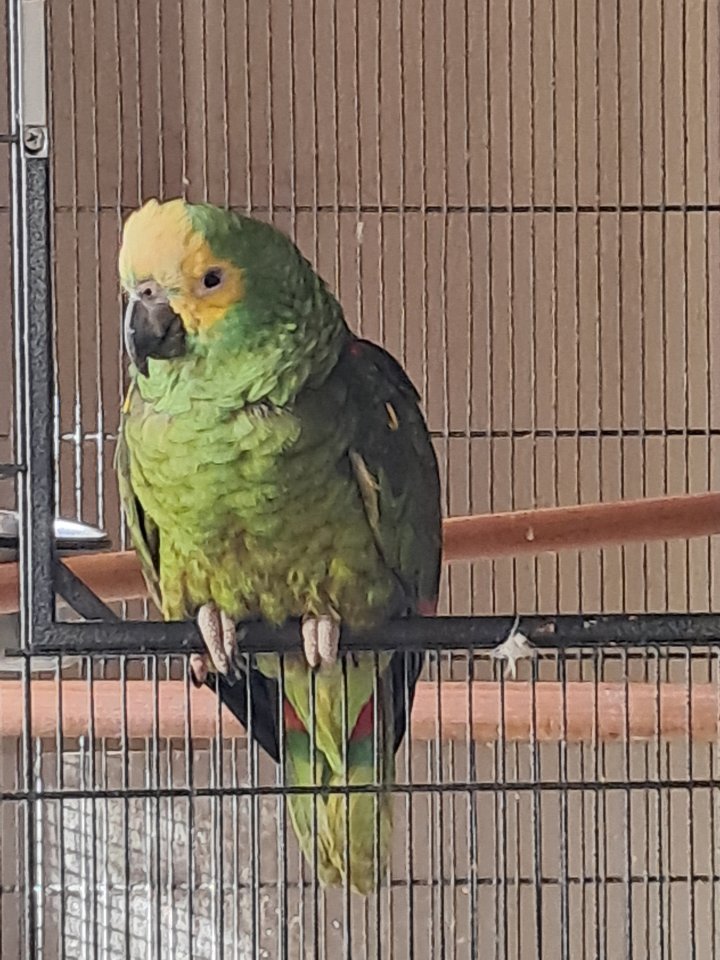 Vögel/ Gelbstirnamazone - Voegel - Kammerforst