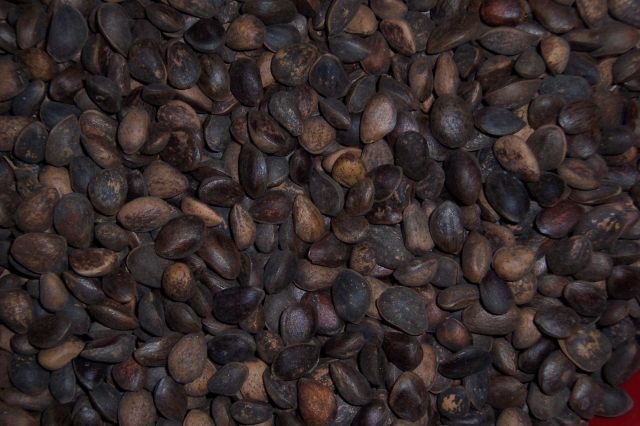 Zirbelnüsse für Eichhörnchen papageien usw.1a Frische saubere Ware - Zubehoer für Haustiere - Martfeld