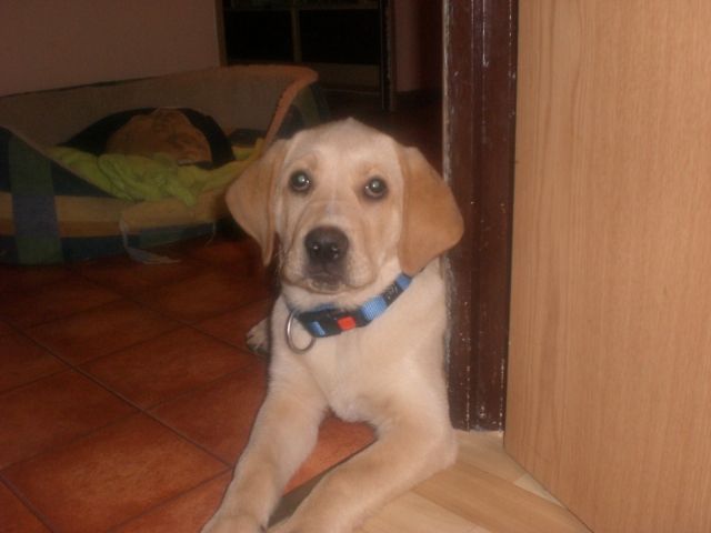 labrador redriewer mix welpe 4 monate | tieranzeigen.net