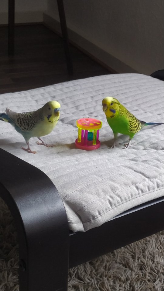 Wellensittich Pärchen Zahm - Voegel - Gladbeck