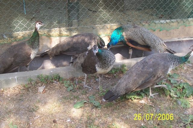 Pfauen Nachzucht 7/05 Hahn+Henne - Voegel - Leipzig