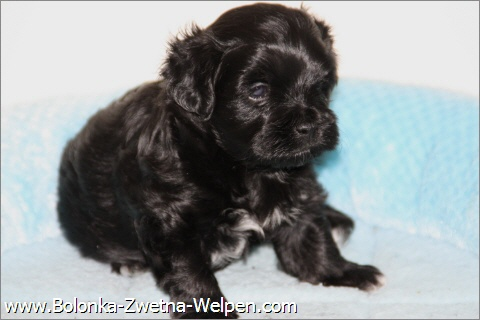 Zuckersüße Bolonka Zwetna Welpen (bunte Schoßhündchen ) - Hunde - Frankfurt Oder