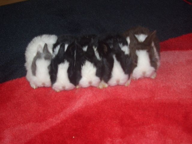 Holländer Baby Kaninchen - Hasen Kaninchen - Augsburg