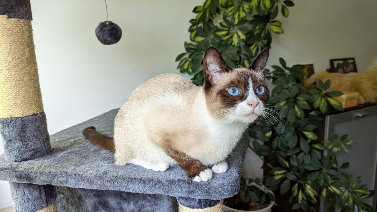 Snowshoe Dame sucht Liebesleben - Katzen - Krailling