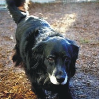 CockerMädchen **Angie** sucht ein Zuhause - Hunde - Hünfelden