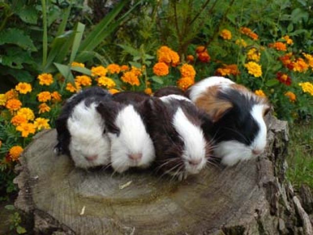 Süsse Rassemeerschweinchen - Meerschweinchen - Hochborn