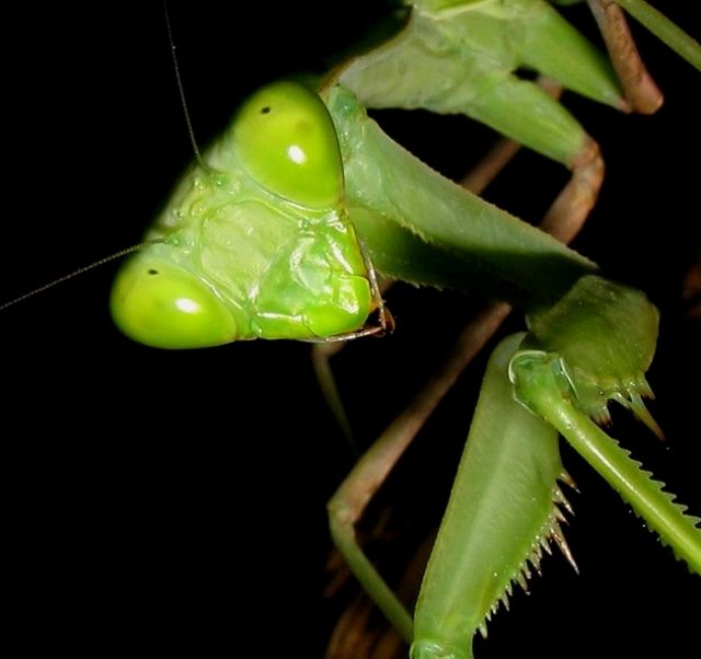 Biete Hierodula membranacea / Indische Riesengottesanbeterin L2