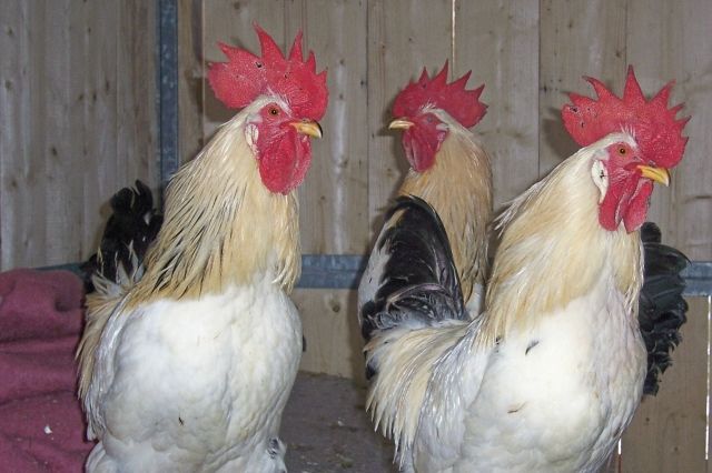 Gockel suchen neues Zuhause - Tiere In Not - Usingen