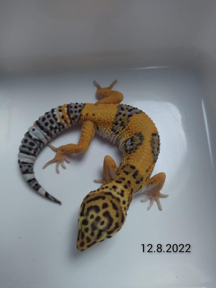 Leopardgecko Männchen, Blood x Bold Bandit - Reptilien - Weeze