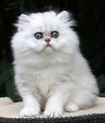 Perserkätzchen - Katzen - Bünde