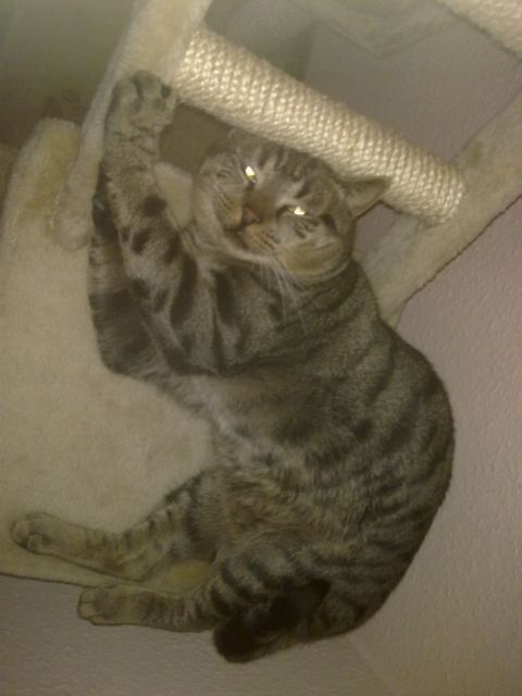 Urmel Sucht ein Neues Zuhause! - Katzen - Garbsen