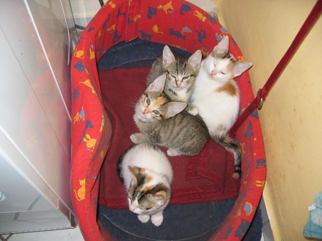 Lieben Dosenöffner für 4 Bildhübsche Katzen Babys gesucht..... - Zubehoer für Haustiere - Munster