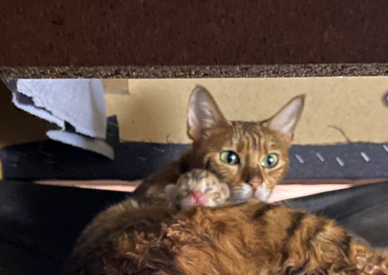 Süße Toyger Kätzchen mit Stammbaum - Katzen - Salching