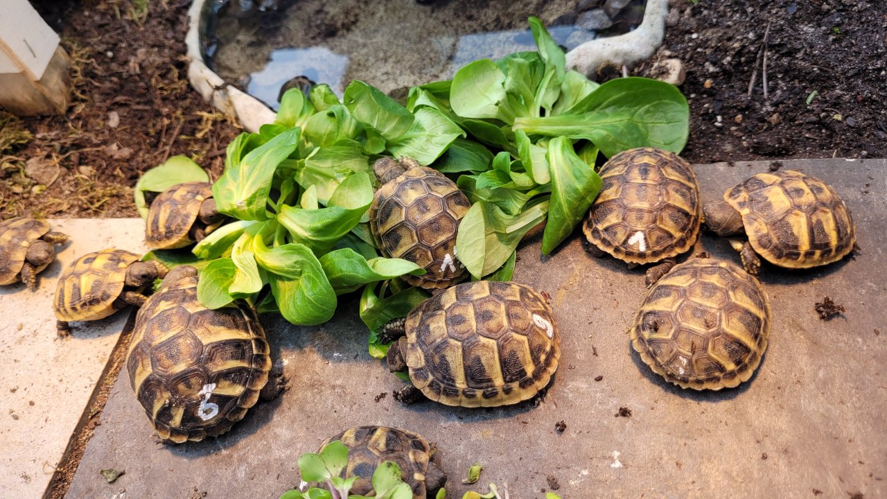 Griechische Landschildkröten *2021/2022 aus naturnaher Zucht - Reptilien - Düsseldorf