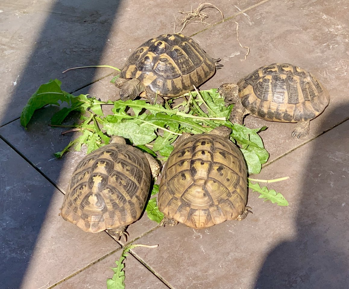 4 Griechische Landschildkröten (Testudo hermanni-hermanni) - Reptilien - Weil am Rhein