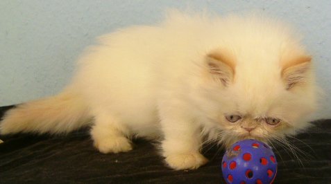 Kleiner Perser-Colourpointkater - Katzen - Mannheim