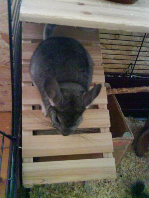 Pablo, Picasso suchen ein neues Zuhause (Chinchillas) - Sonst Nagetiere - Frankfurt