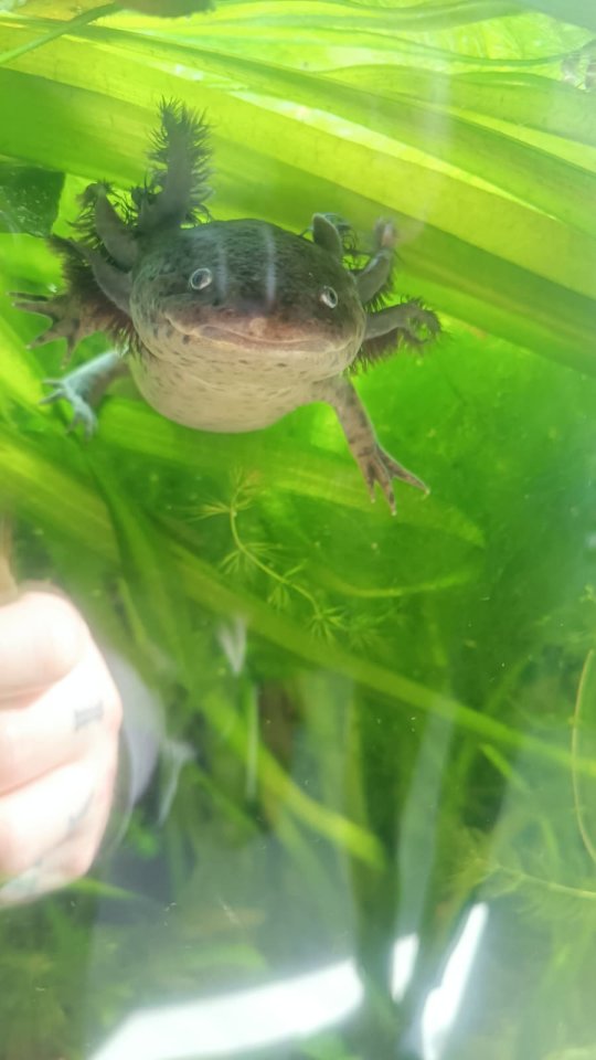 Axolotl kostenlos abzugeben - Amphibien - Schönebeck