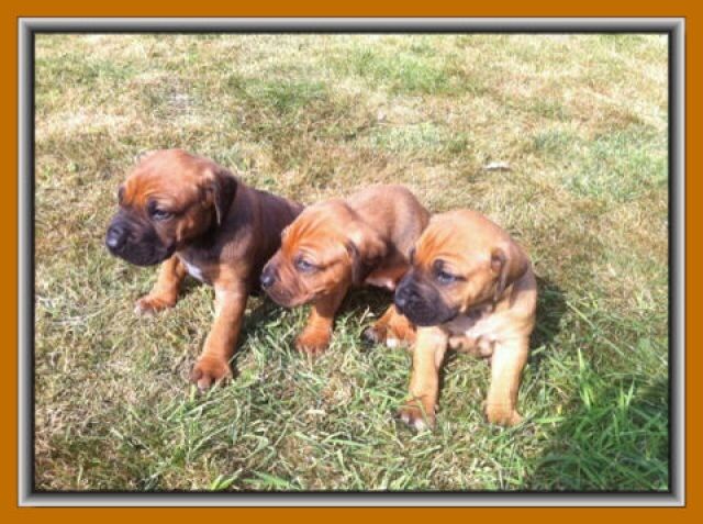 Wunderschöne Rhodesian Ridgeback Welpen - Hunde - Salzgitter