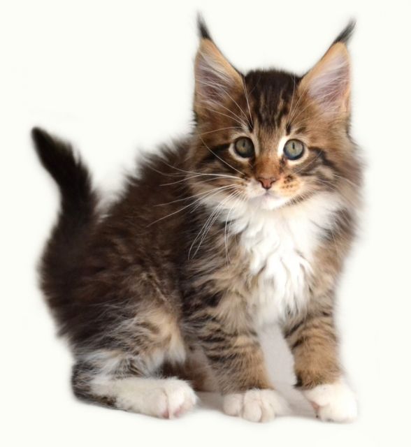 Maine Coon Kitten Träume - Katzen - Großmehring