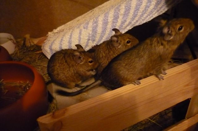 Degus suchen ein neues Zuhause - Sonst Nagetiere - Bexhövede