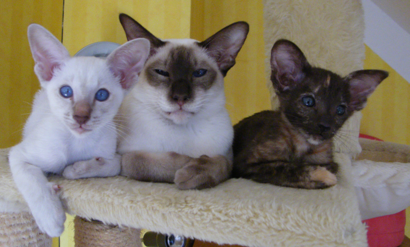 Süße Siam-/ OKH-Katzenkinder und Siamkastratin suchen neue Katzeneltern - Katzen - Cottbus