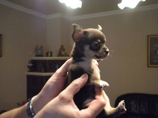 Chihuahuawelpen - Hunde - Salzburg