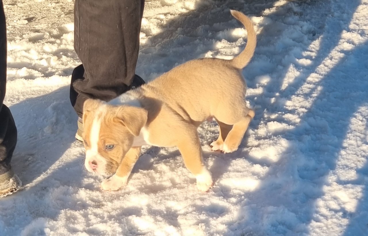 American Bully Pocket - Hunde - Neubrandenburg