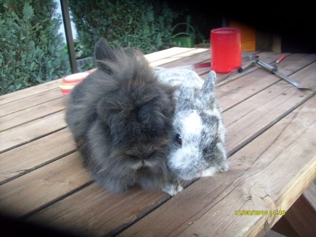 Löwenkopfkaninchen und Zwergkaninchen Ben und Gluni - Hasen Kaninchen - Karben
