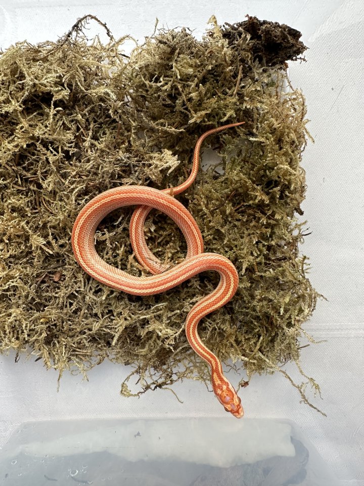 Kornnatter 0,1 Amel Tessera Motley - Reptilien - Großengottern
