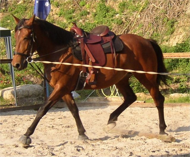 Suche Reitbeteiligung - Reitbeteiligung - Zuzenhausen