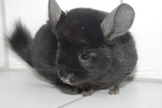 Ebony Extra Dunkel Chinchilla - Sonst Nagetiere - Schwabach