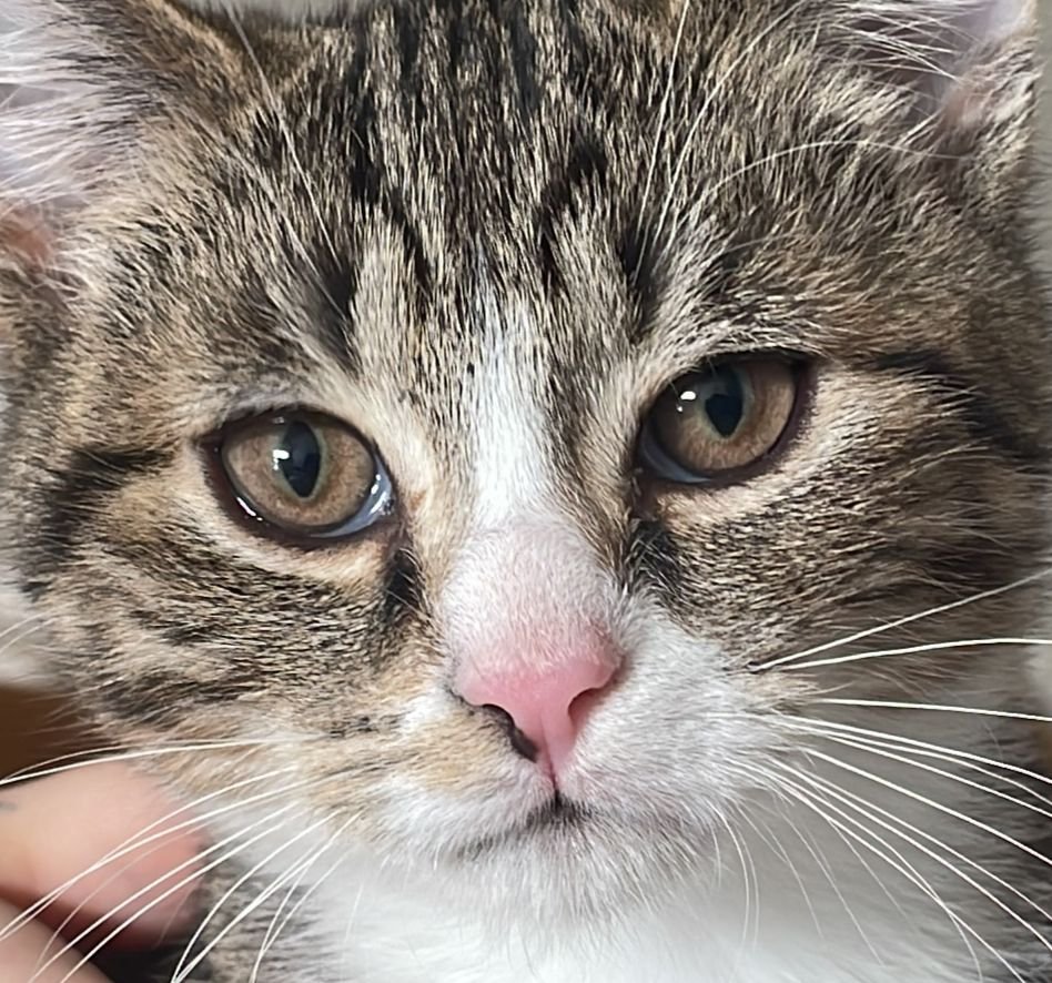 Kater sucht ein Zuhause - Katzen - Siegen