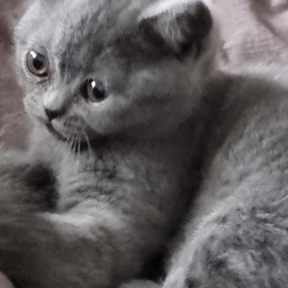 BKH - KITTEN 13  WOCHEN - Katzen - Königswinter